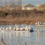 Пеликани гнездят в Бургаско след 80 години