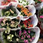 Кои цветя са най-търсени за Деня на жената