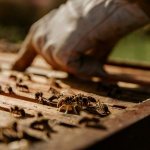 С 34 хил. евро ще бъдат компенсирани стопани за унищожени животни и пчелни кошери в резултат на природни бедствия през 2025 г.