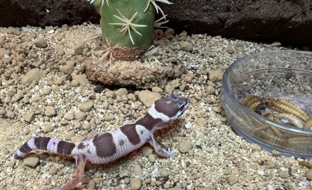 Операция Thunder която се провежда за седма поредна година е