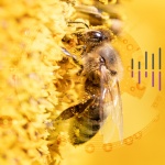 Истински мед прави революция в екологията