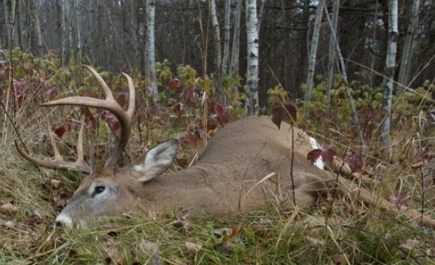 Хванаха бракониери с убит благороден елен в село Пет кладенци
