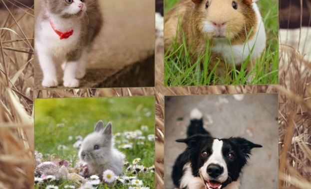 Младежите на ВМРО: Настояваме за законодателни промени и безкомпромисни мерки за садистите, които мъчат и убиват животни!