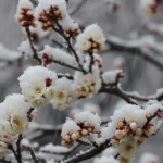 Сняг през април