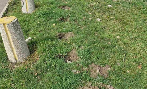 Мъж задигна 60 фиданки от „Цариградско шосе” в София и ги засади на вилата си