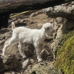 Запознайте се с първите сладки бебета за годината в зоопарка във Варна