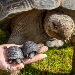 Застрашени костенурки столетници станаха родители за първи път 