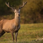 Защо елените сменят рогата си всяка година