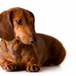 Дакел беше намерен след 529 дни бягство в Австралия