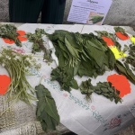 Празник на местните растения и вкусове събра стотици в село Габрене