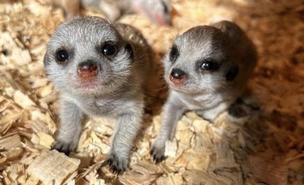 Новородени сурикати в зоопарка в Бургас