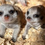 Новородени сурикати в зоопарка в Бургас