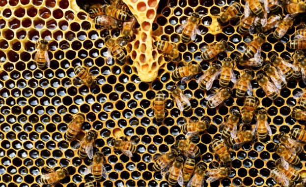 Глобална криза в пчеларството Сдружение за достъпна и качествена храна