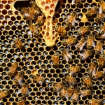 Фалшивият мед залива пазара