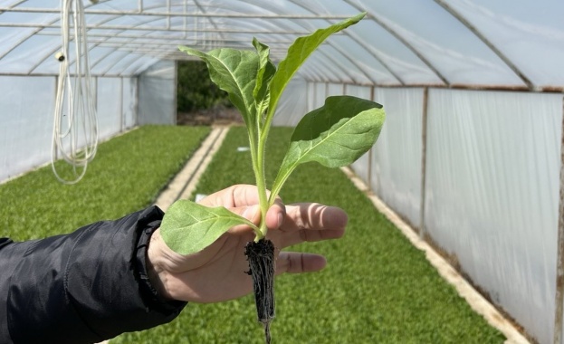 Филип Морис стартира пилотен експериментален проект за отглеждане на нови