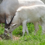 Бебе от критично застрашения вид антилопа "адакс" отново се роди в софийския зоопарк