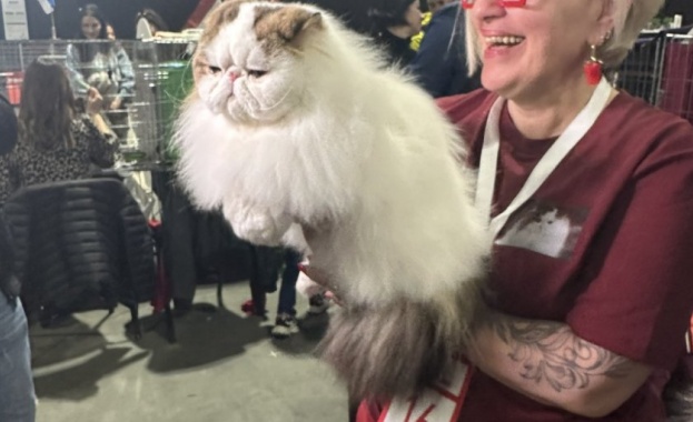 Първа международна изложба само на котки шампиони от цял свят