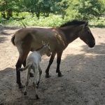 Рядък вид кон се роди в Добрич