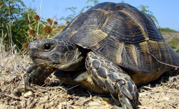 Инициативата цели да привлече вниманието към оцеляването на едни от
