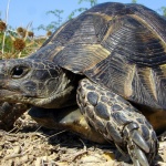 Благотворително парти в неделя за Световния ден на костенурките