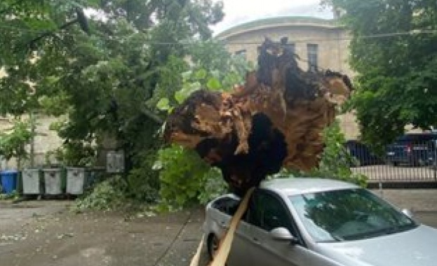 Огромно дърво падна върху кола паркирана зад Съдебната палата в