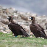 На 6 септември отбелязват тържествено Ден на лешояда в Маджарово