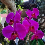 Цветята, които предсказват времето по-добре от синоптици