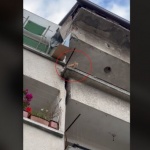 Сигнал за насилие над котка разтърси мрежата