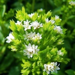 Стевията: по-сладка, безвредна, устойчива алтернатива на захарта