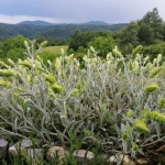 Европейска защита за Странджанския билков чай