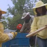 Вадят първия мед за годината в Югозападна България. Какви са прогнозите на пчеларите