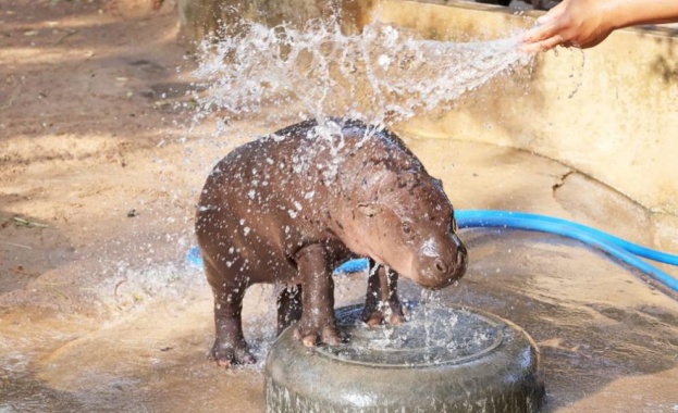Столичният зоопарк има нов обитател – хипопотамът джудже Майло