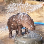 Столичният зоопарк има нов обитател – хипопотамът джудже Майло