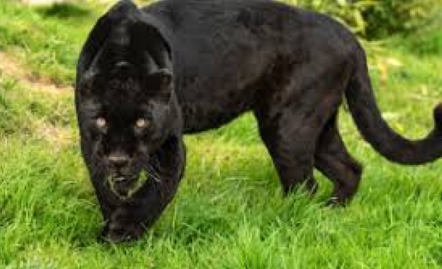 Няма следа от животното което е забелязано и заснето от