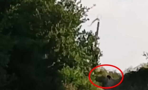 Четвърти ден продължава издирването на опасния хищник край Шумен от