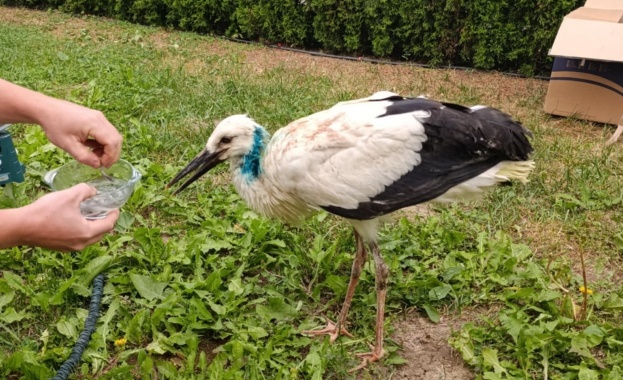 Ранен щъркел е намерен паднал от гнездо в с Малки