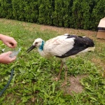 Служители на Община Етрополе спасиха щъркел в безпомощно състояние