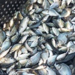 Шаранът остава „цар“ на Никулден: Рибарите с труден улов, но магазините - пълни с прясна риба