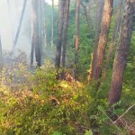 Пожар край Дупница 
