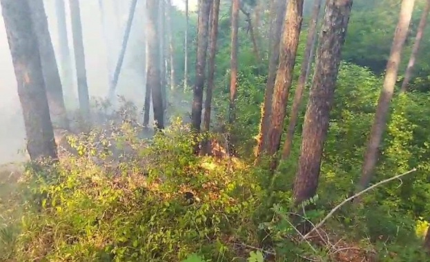 Пожар пламна в иглолистна гора над село Палатово Огънят е