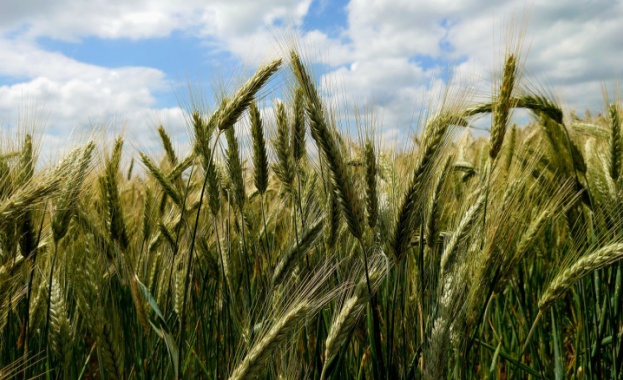 Тритикале – културата на бъдещето, създадена в Добруджа