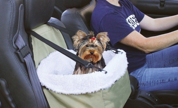 В разгара на летните месеци домашните любимци имат нужда от