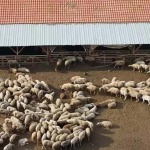 Ново огнище на шарка по овцете в Свиленградско. Какви мерки предприемат властите