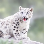 Рядък снежен леопард се роди в зоологическа градина в Англия
