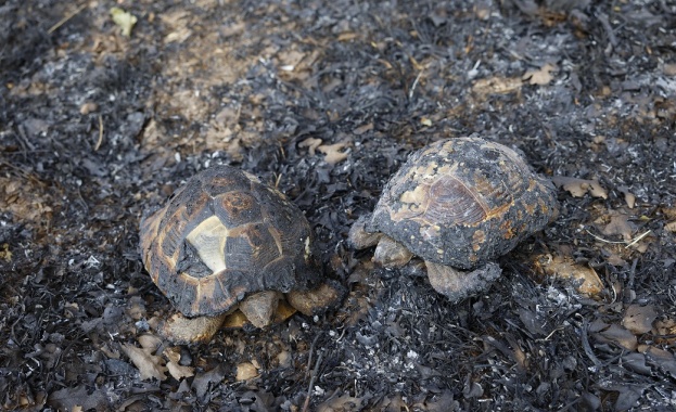 Мощни горски пожари бушуват в цялата страна Много от тях