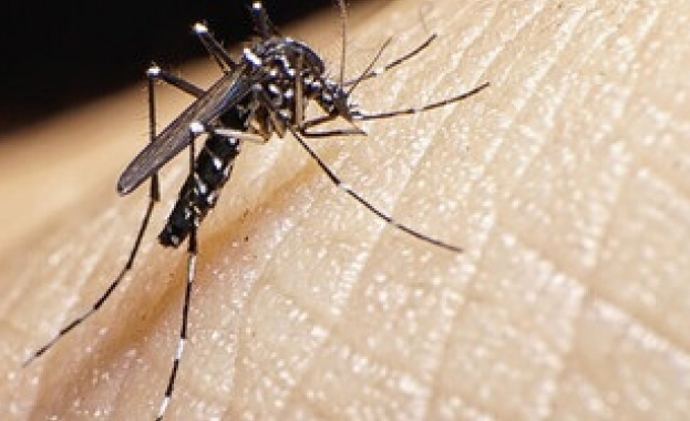 В Китай се засилва проблемът с вируса предизвикващ чикунгуня Сред