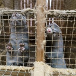 ЕОБХ: тежко страдание на животните е неизбежно във фермите за кожи