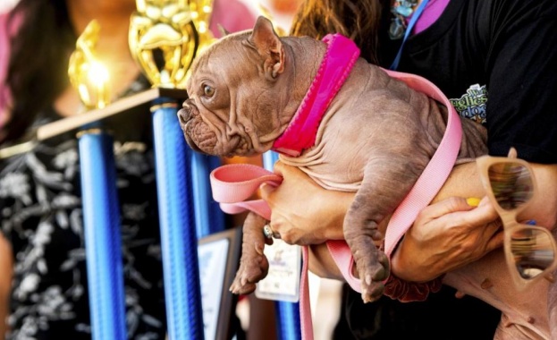 Безкосмест френски булдог спечели конкурса за най-грозно куче в света