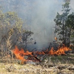 Защо гори гората