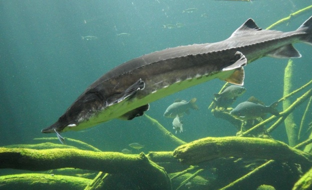 Дунавските държави обединяват усилия за опазване на есетровите риби